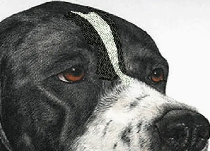 Realistic dog embroidery digitizing showing fur direction on the forehead